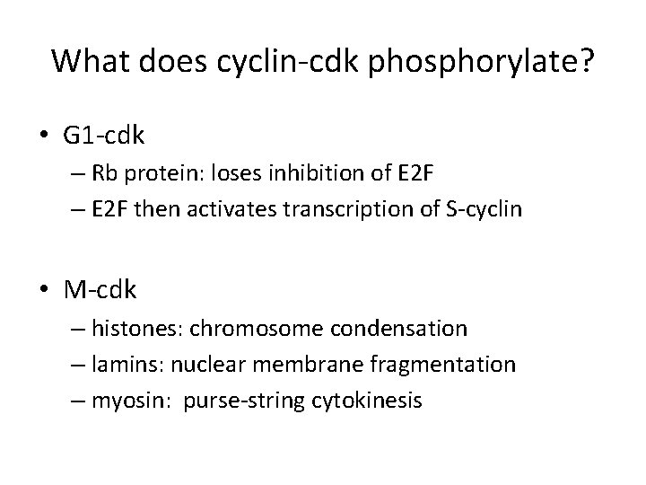What does cyclin-cdk phosphorylate? • G 1 -cdk – Rb protein: loses inhibition of