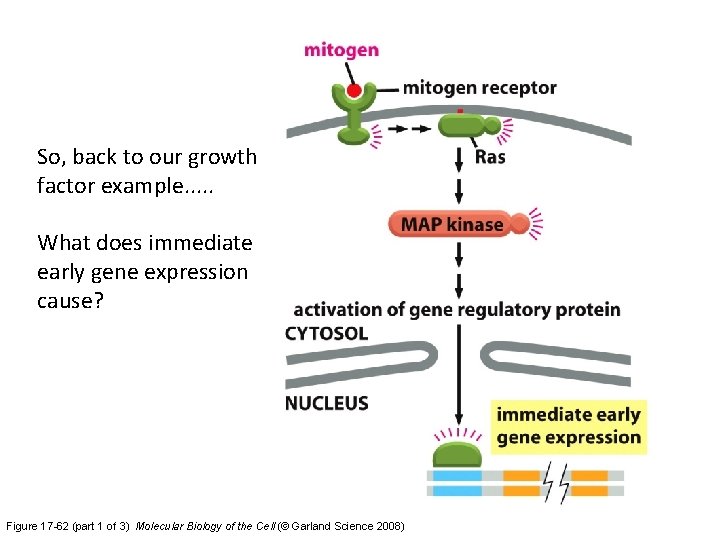 So, back to our growth factor example. . . What does immediate early gene