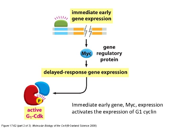Immediate early gene, Myc, expression activates the expression of G 1 cyclin Figure 17