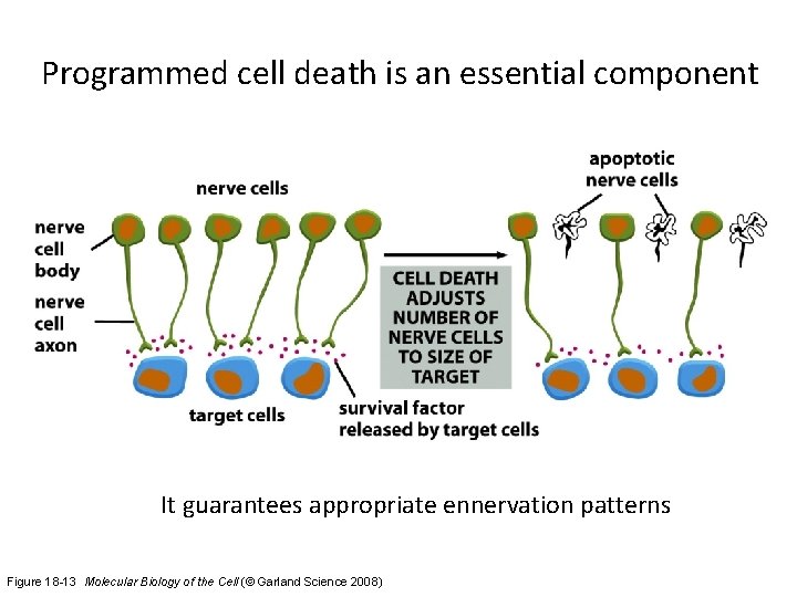 Programmed cell death is an essential component It guarantees appropriate ennervation patterns Figure 18