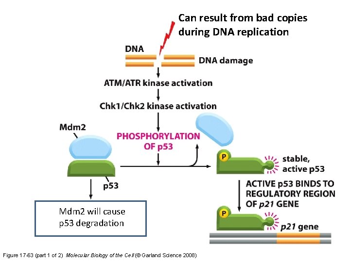 Can result from bad copies during DNA replication Mdm 2 will cause p%# p