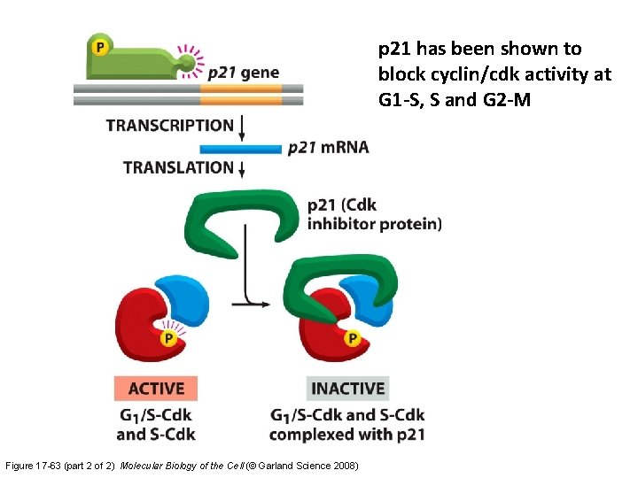 p 21 has been shown to block cyclin/cdk activity at G 1 -S, S