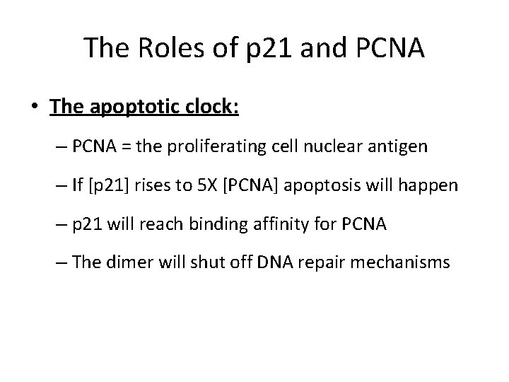 The Roles of p 21 and PCNA • The apoptotic clock: – PCNA =