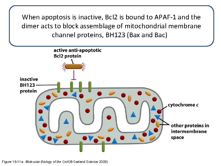 When apoptosis is inactive, Bcl 2 is bound to APAF-1 and the dimer acts