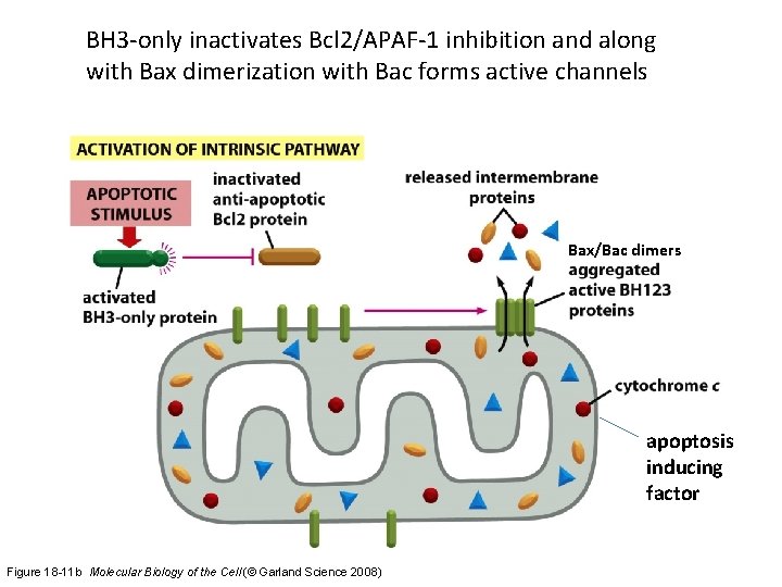 BH 3 -only inactivates Bcl 2/APAF-1 inhibition and along with Bax dimerization with Bac