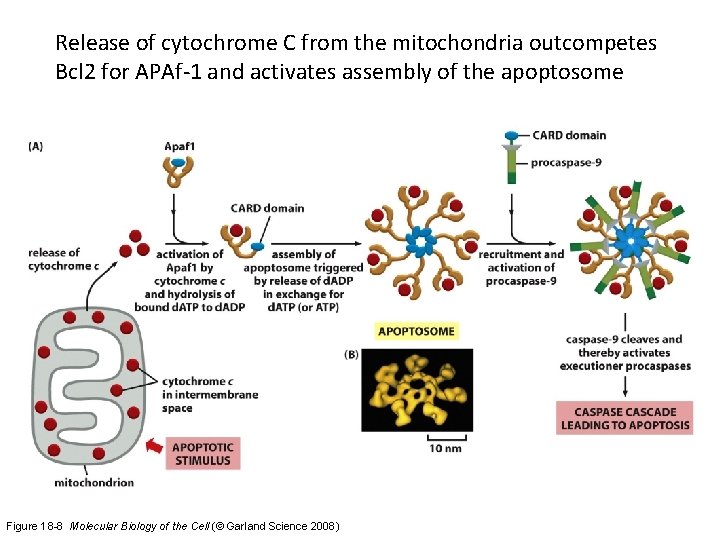 Release of cytochrome C from the mitochondria outcompetes Bcl 2 for APAf-1 and activates