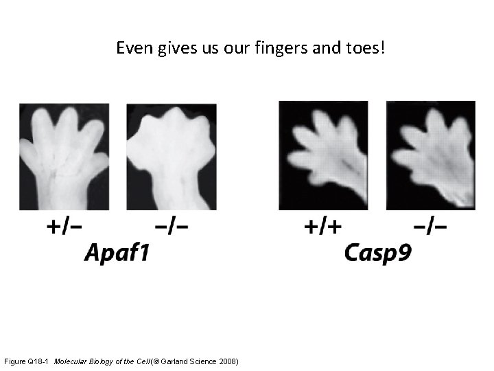 Even gives us our fingers and toes! Figure Q 18 -1 Molecular Biology of