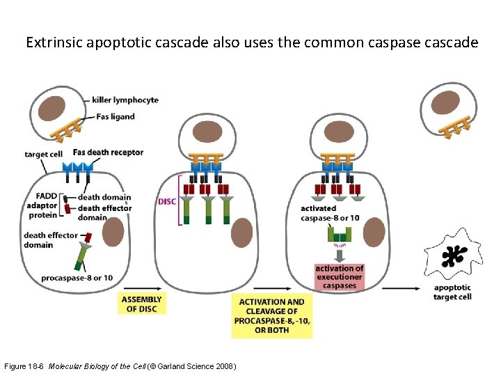 Extrinsic apoptotic cascade also uses the common caspase cascade Figure 18 -6 Molecular Biology