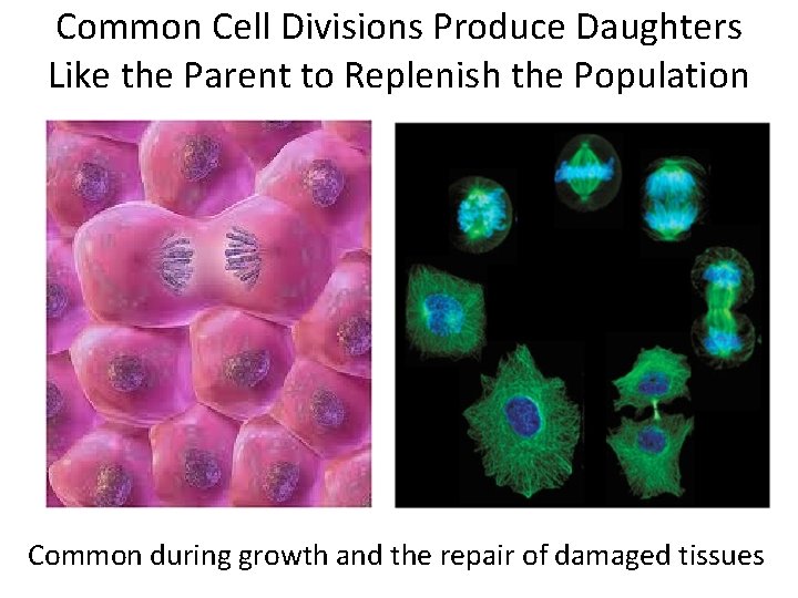 Common Cell Divisions Produce Daughters Like the Parent to Replenish the Population Common during