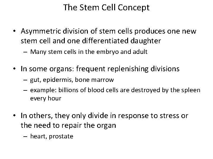 The Stem Cell Concept • Asymmetric division of stem cells produces one new stem