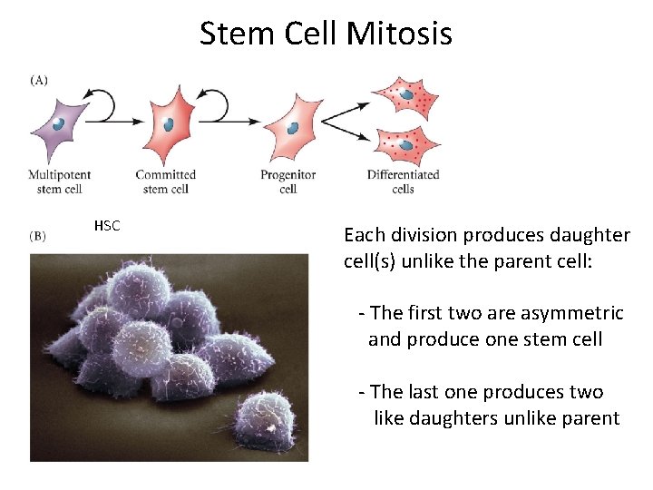 Stem Cell Mitosis HSC Each division produces daughter cell(s) unlike the parent cell: -