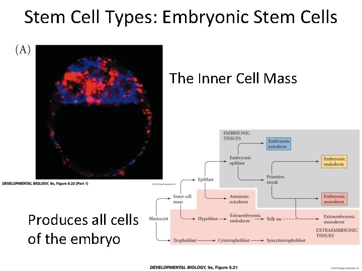 Stem Cell Types: Embryonic Stem Cells The Inner Cell Mass Produces all cells of