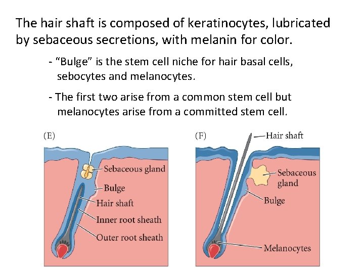 The hair shaft is composed of keratinocytes, lubricated by sebaceous secretions, with melanin for