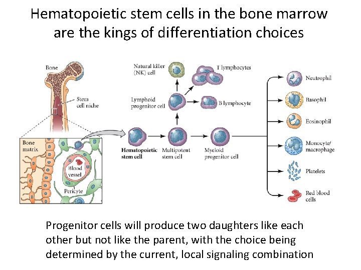 Hematopoietic stem cells in the bone marrow are the kings of differentiation choices Progenitor