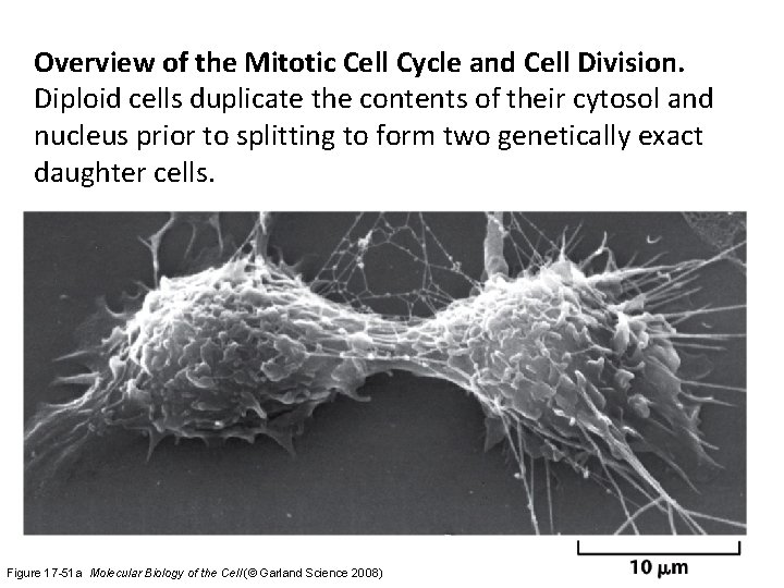 Overview of the Mitotic Cell Cycle and Cell Division. Diploid cells duplicate the contents