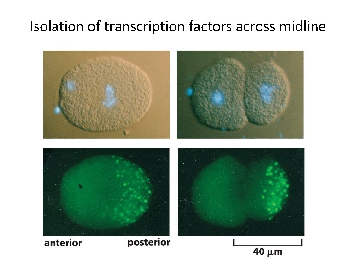 Isolation of transcription factors across midline 