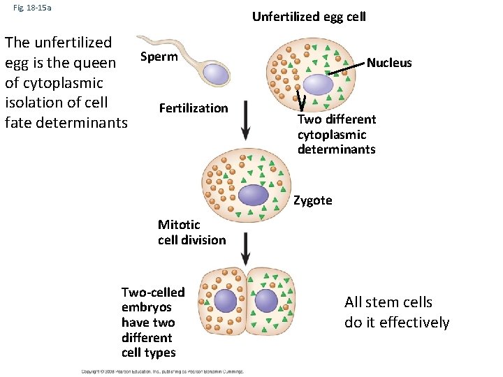 Fig. 18 -15 a Unfertilized egg cell The unfertilized egg is the queen Sperm