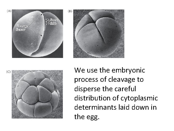 We use the embryonic process of cleavage to disperse the careful distribution of cytoplasmic