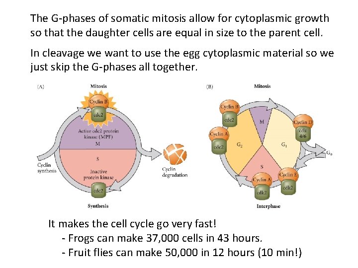 The G-phases of somatic mitosis allow for cytoplasmic growth so that the daughter cells