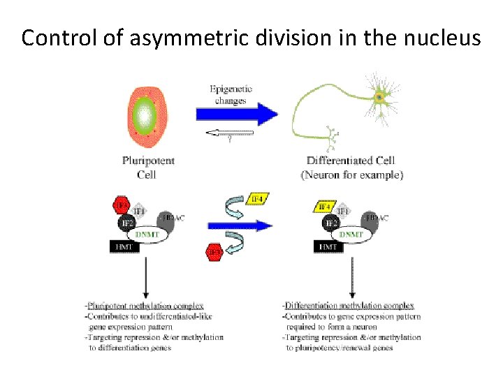 Control of asymmetric division in the nucleus 