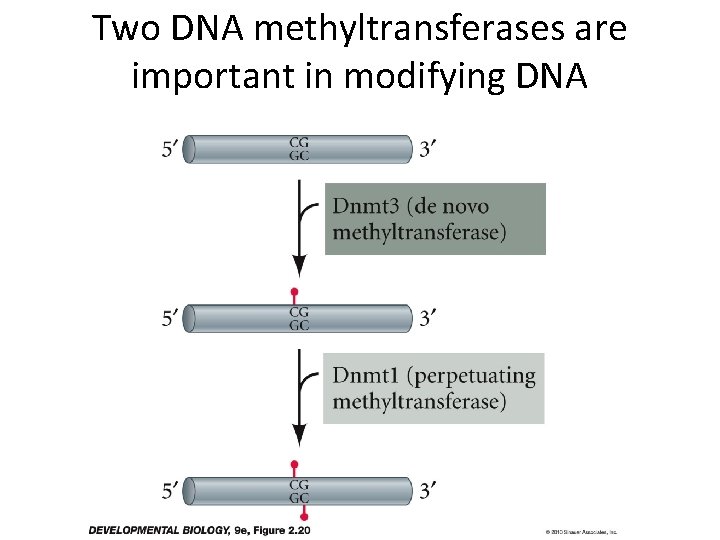 Two DNA methyltransferases are important in modifying DNA 