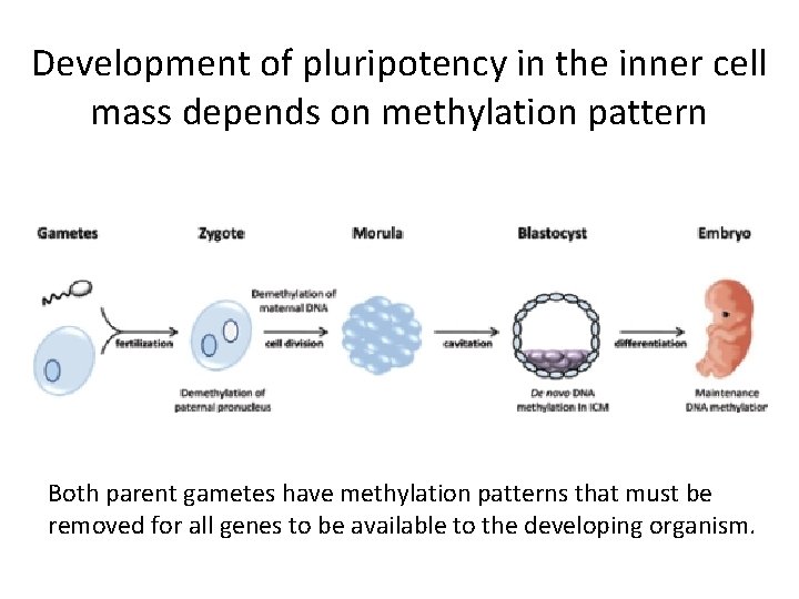 Development of pluripotency in the inner cell mass depends on methylation pattern Both parent