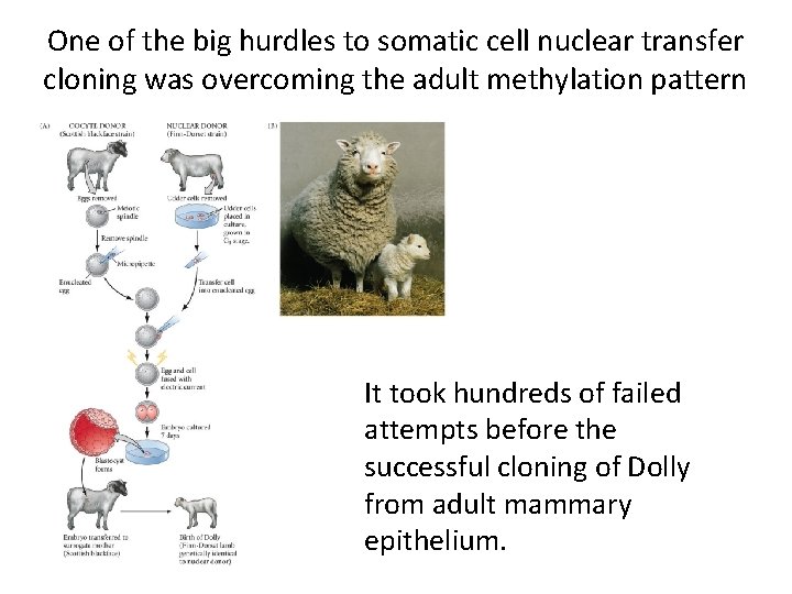 One of the big hurdles to somatic cell nuclear transfer cloning was overcoming the