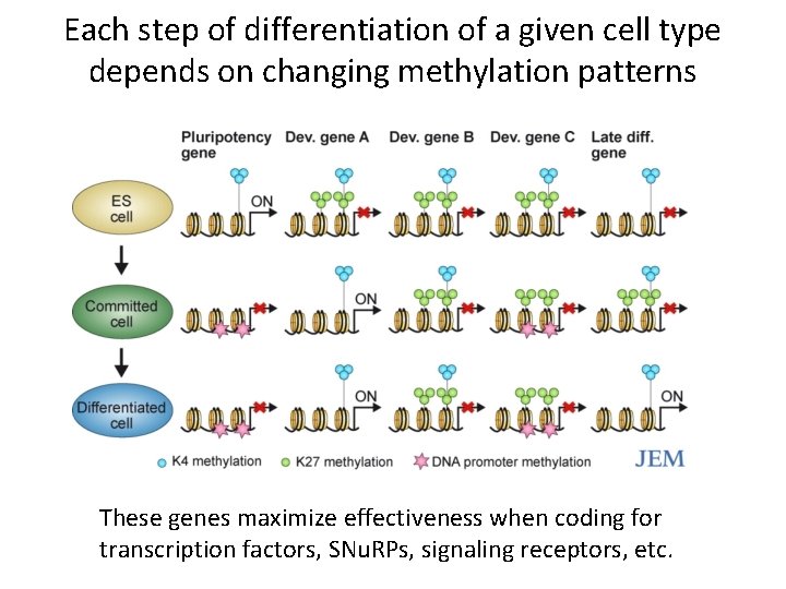 Each step of differentiation of a given cell type depends on changing methylation patterns