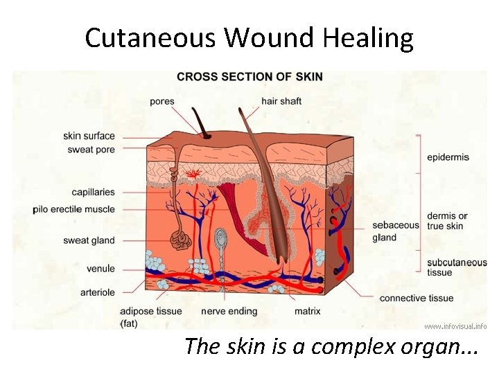 Cutaneous Wound Healing The skin is a complex organ. . . 