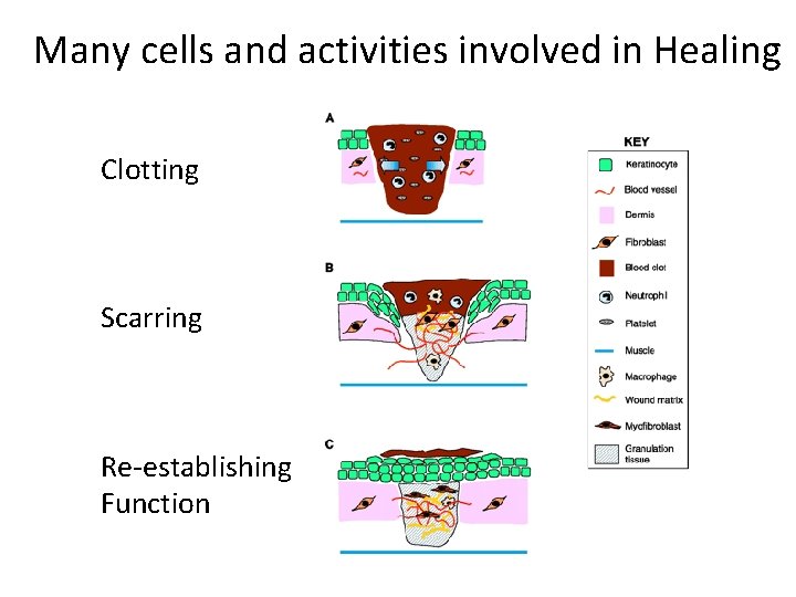 Many cells and activities involved in Healing Clotting Scarring Re-establishing Function 