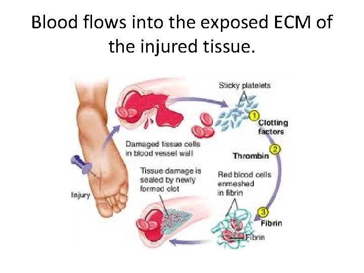 Blood flows into the exposed ECM of the injured tissue. 