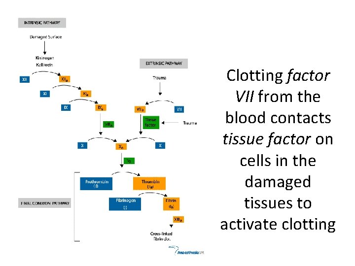 Clotting factor VII from the blood contacts tissue factor on cells in the damaged