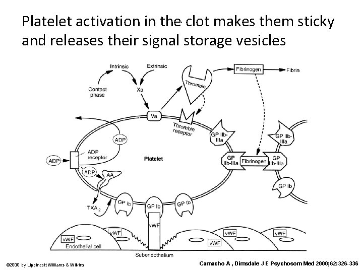 . Platelet activation in the clot makes them sticky and releases their signal storage