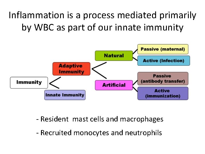 Inflammation is a process mediated primarily by WBC as part of our innate immunity