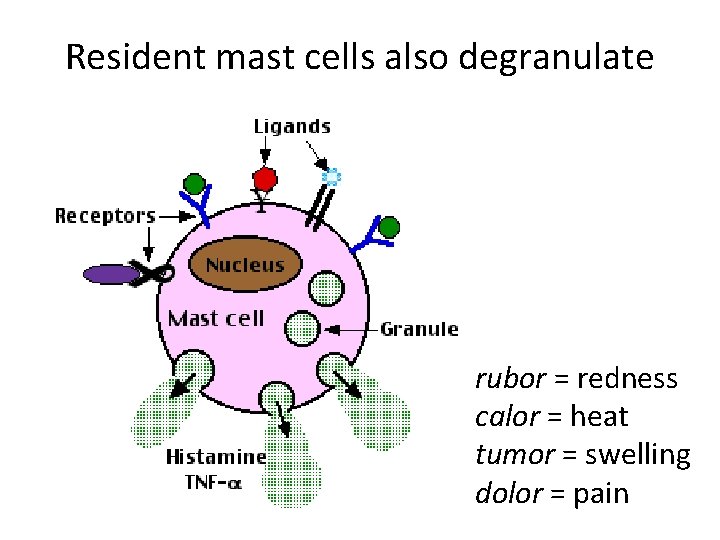 Resident mast cells also degranulate rubor = redness calor = heat tumor = swelling