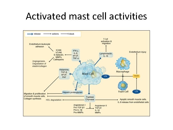 Activated mast cell activities 