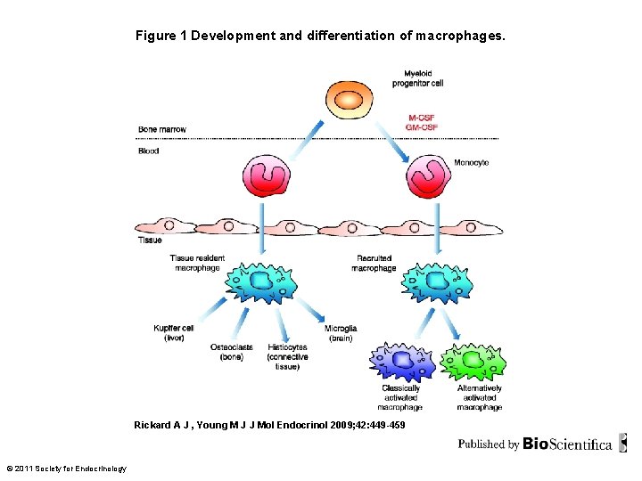 Figure 1 Development and differentiation of macrophages. Rickard A J , Young M J