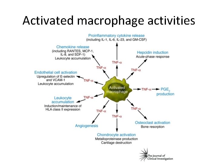 Activated macrophage activities 