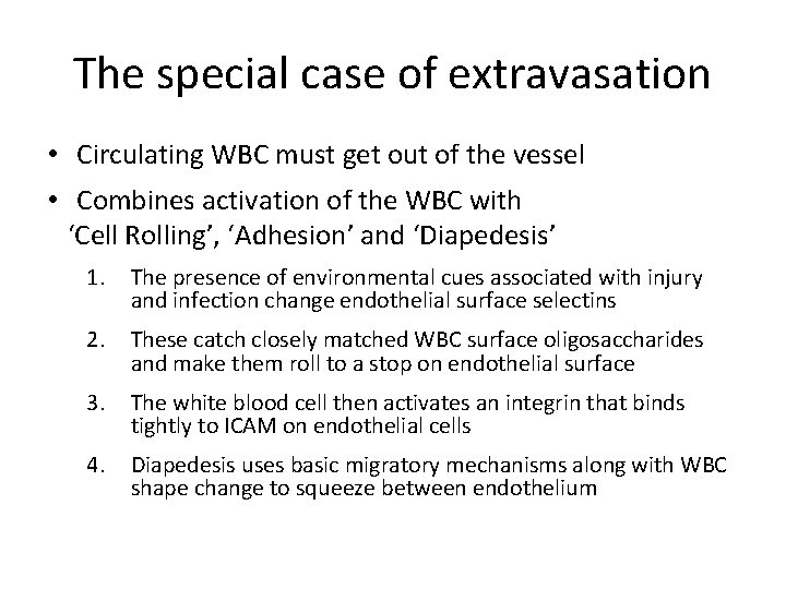 The special case of extravasation • Circulating WBC must get out of the vessel