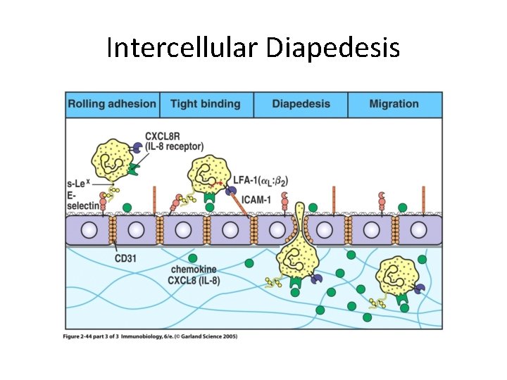 Intercellular Diapedesis 