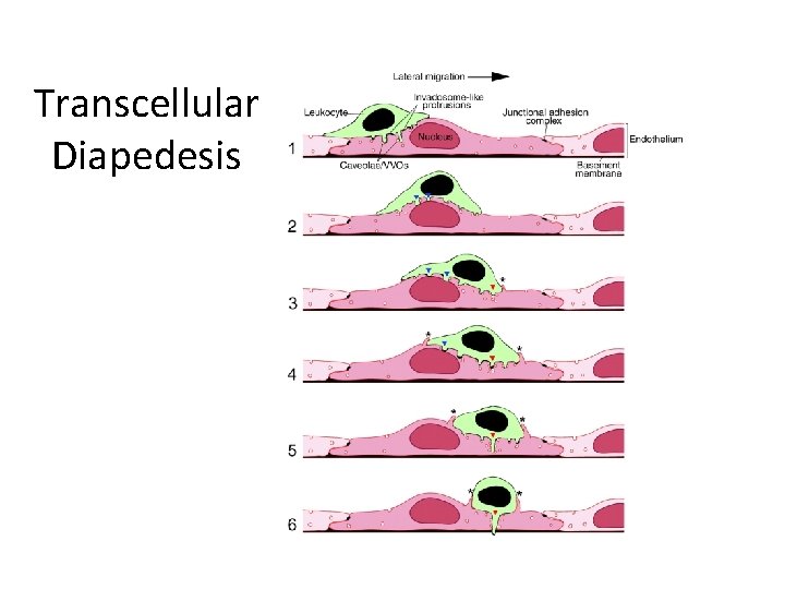 Transcellular Diapedesis 