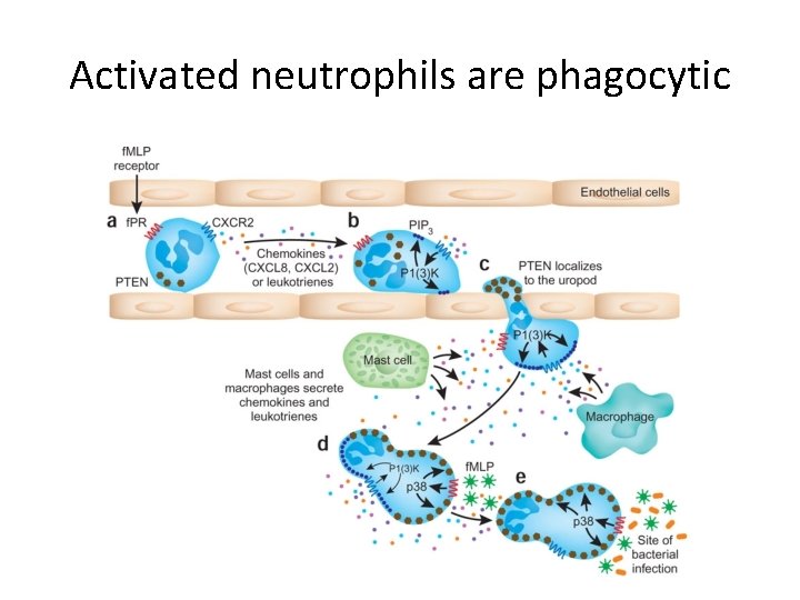 Activated neutrophils are phagocytic 