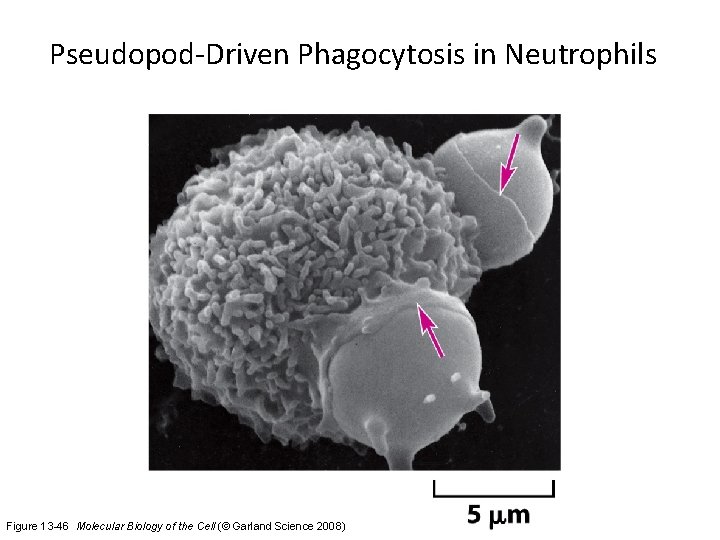 Pseudopod-Driven Phagocytosis in Neutrophils Figure 13 -46 Molecular Biology of the Cell (© Garland
