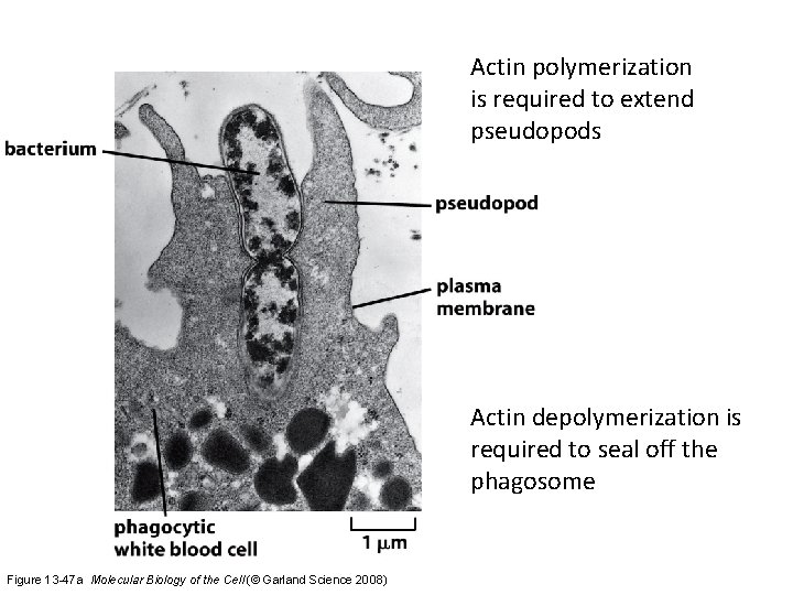 Actin polymerization is required to extend pseudopods Actin depolymerization is required to seal off