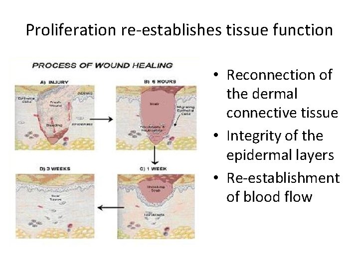 Proliferation re-establishes tissue function • Reconnection of the dermal connective tissue • Integrity of