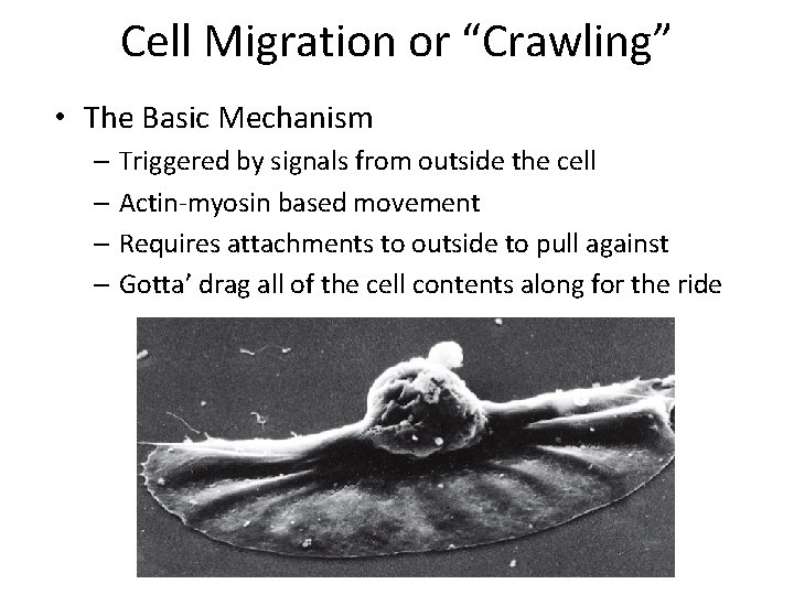 Cell Migration or “Crawling” • The Basic Mechanism – Triggered by signals from outside