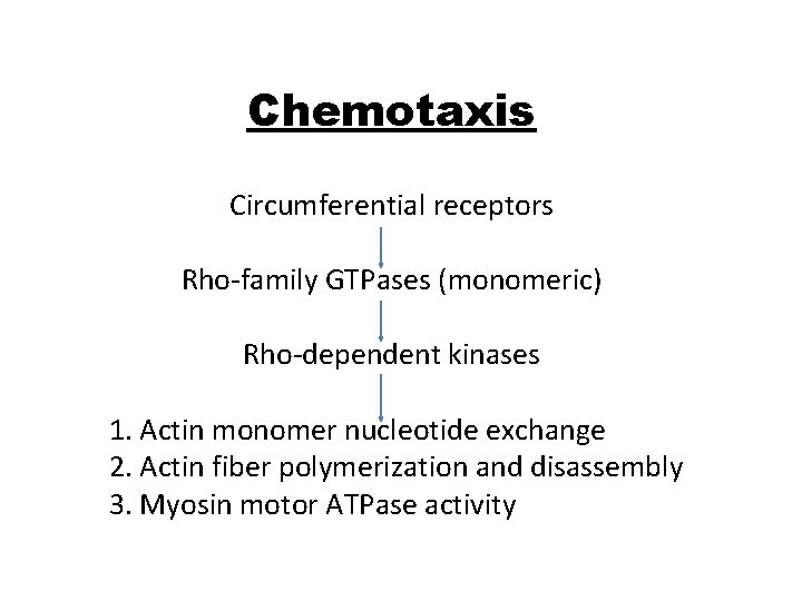 Chemotaxis Circumferential receptors Rho-family GTPases (monomeric) Rho-dependent kinases 1. Actin monomer nucleotide exchange 2.