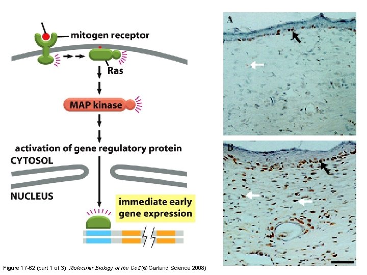 Figure 17 -62 (part 1 of 3) Molecular Biology of the Cell (© Garland