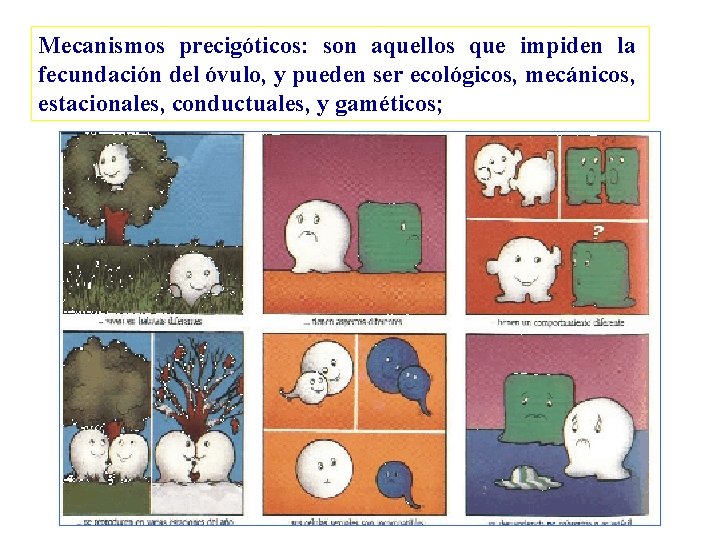 Mecanismos precigóticos: son aquellos que impiden la fecundación del óvulo, y pueden ser ecológicos,