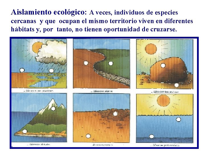 Aislamiento ecológico: A veces, individuos de especies cercanas y que ocupan el mismo territorio